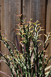 Redbird Flower (Euphorbia tithymaloides) at Lakeshore Garden Centres
