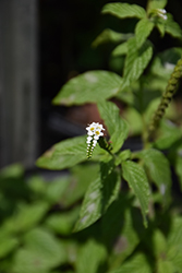 Scorpion's Tail (Heliotropium angiospermum) at Lakeshore Garden Centres