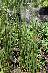 Quartz Creek Soft Rush (Juncus effusus 'Quartz Creek') at Lakeshore Garden Centres