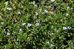 Swamp Twinflower (Dyschoriste humistrata) at Lakeshore Garden Centres