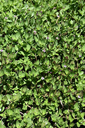 Turkey Tangle Frogfruit (Phyla nodiflora) at Lakeshore Garden Centres