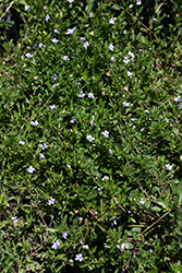 Swamp Twinflower (Dyschoriste humistrata) at Lakeshore Garden Centres