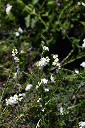 Pineland Heliotrope (Euploca polyphylla) at Lakeshore Garden Centres