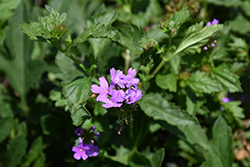 Beach Verbena (Glandularia maritima) at Lakeshore Garden Centres