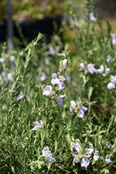 False Rosemary (Conradina canescens) at Lakeshore Garden Centres