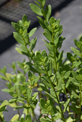Seacoast Marsh Elder (Iva imbricata) at Lakeshore Garden Centres