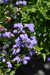 Seaside Ageratum (Ageratum maritimum) at Lakeshore Garden Centres