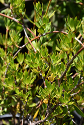 Beach Creeper (Ernodea littoralis) at Lakeshore Garden Centres