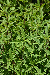 Forked Bluecurls (Trichostema dichotomum) at Lakeshore Garden Centres