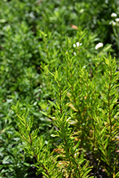 Georgia Calamint (Calamintha georgiana) at Lakeshore Garden Centres
