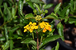 Pineland Lantana (Lantana depressa var. depressa) at Lakeshore Garden Centres