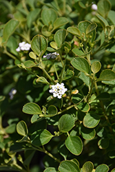 Buttonsage (Lantana involucrata) at Lakeshore Garden Centres
