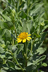 Sea Ox-Eye (Borrichia frutescens) at Lakeshore Garden Centres