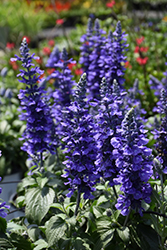 Rockin' Playin' The Blues Salvia (Salvia 'Balsamispim') at Lakeshore Garden Centres