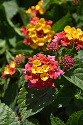 Anne Marie Lantana (Lantana camara 'Anne Marie') at Lakeshore Garden Centres
