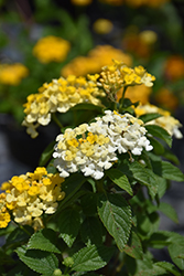 Bandana Lemon Zest Lantana (Lantana camara 'Bandana Lemon Zest') at Lakeshore Garden Centres