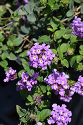 Purple Falls Lantana (Lantana montevidensis 'Purple Falls') at Lakeshore Garden Centres