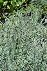Elliott's Love Grass (Eragrostis elliottii) at Lakeshore Garden Centres