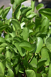 Railroad Vine (Ipomoea pes-caprae) at Lakeshore Garden Centres