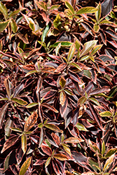 Bourbon Street Copper Plant (Acalypha wilkesiana 'Bourbon Street') at Lakeshore Garden Centres