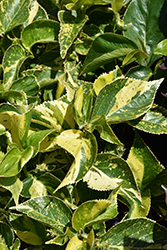 Green Gold Copper Plant (Acalypha wilkesiana 'Green Gold') at Lakeshore Garden Centres