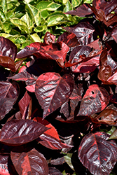 Louisiana Red Copper Plant (Acalypha wilkesiana 'Louisiana Red') at Lakeshore Garden Centres