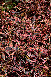 Firestorm Copperleaf (Acalypha wilkesiana 'Firestorm') at Lakeshore Garden Centres