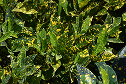 Eleanor Roosevelt Variegated Croton (Codiaeum variegatum 'Eleanor Roosevelt') at Lakeshore Garden Centres