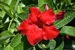Tropical Breeze Velvet Red Mandevilla (Mandevilla 'Tropical Breeze Velvet Red') at Lakeshore Garden Centres