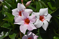 Sun Parasol Cream Pink Mandevilla (Mandevilla 'Sun Parasol Cream Pink') at Lakeshore Garden Centres