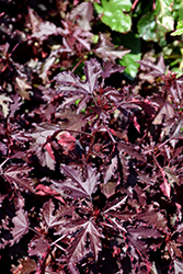 Cranberry Hibiscus (Hibiscus acetosella) at Lakeshore Garden Centres