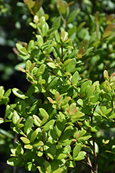 Bay Cedar (Suriana maritima) at Lakeshore Garden Centres
