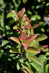 White Stopper (Eugenia axillaris) at Lakeshore Garden Centres