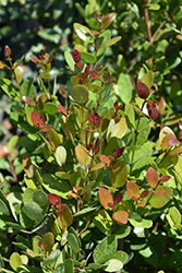 Spanish Stopper (Eugenia foetida) at Lakeshore Garden Centres