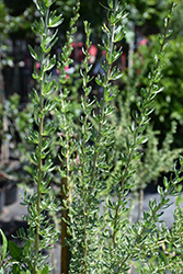 Carolina Wolfberry (Lycium carolinianum) at Lakeshore Garden Centres