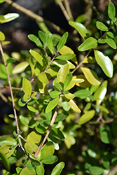 Florida Privet (Forestiera segregata) at Lakeshore Garden Centres