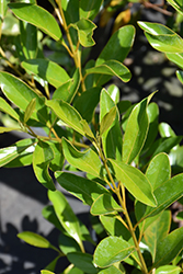 Florida Fiddlewood (Citharexylum spinosum) at Lakeshore Garden Centres