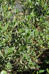 Broombush Falsewillow (Baccharis dioica) at Lakeshore Garden Centres