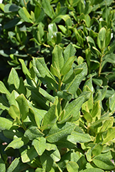 Myrsine (Myrsine cubana) at Lakeshore Garden Centres