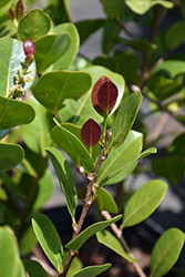 Cocoplum (Chrysobalanus icaco) at Lakeshore Garden Centres