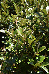 Jamaican Caper (Capparis cynophallophora) at Lakeshore Garden Centres