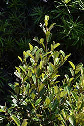 Jamaican Caper (Quadrella jamaicensis) at Lakeshore Garden Centres