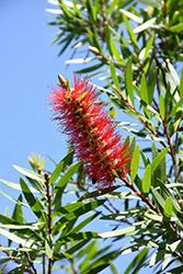 Stiff Bottlebrush (Callistemon rigidus) at Lakeshore Garden Centres