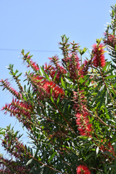 Stiff Bottlebrush (Callistemon rigidus) at Lakeshore Garden Centres