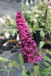Buzz Hot Raspberry Butterfly Bush (Buddleia davidii 'Buzz Hot Raspberry') at Lakeshore Garden Centres
