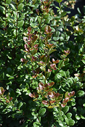Simpson's Stopper (Myrcianthes fragrans) at Lakeshore Garden Centres