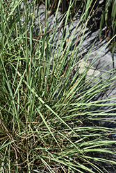 Florida Gamagrass (Tripsacum floridanum) at Lakeshore Garden Centres