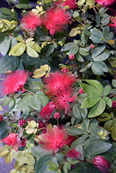 Dwarf Powderpuff (Calliandra emarginata) at Lakeshore Garden Centres
