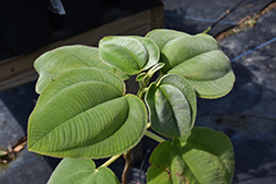 Silver Leaved Princess Flower (Tibouchina heteromalla) at Lakeshore Garden Centres