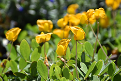 Rhizoma Peanut (Arachis glabrata) at Lakeshore Garden Centres